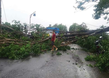 Pohon Tumbang di Cirebon, Jalur Kanci-Sindanglaut Lumpuh