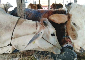 Jelang Idul Fitri, 71 Sapi di Cirebon Terjangkit PMK, Berikut Wilayah Sebarannya