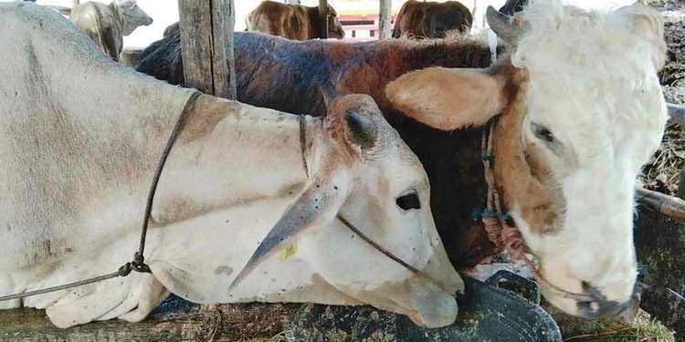 Jelang Idul Fitri, 71 Sapi di Cirebon Terjangkit PMK, Berikut Wilayah Sebarannya