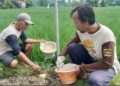 Tanaman Padi di Cirebon Dirusak Tikus