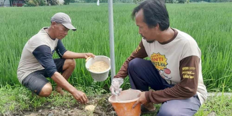 Tanaman Padi di Cirebon Dirusak Tikus
