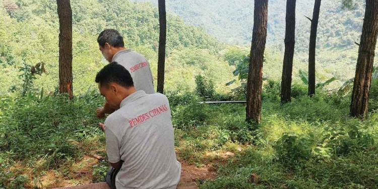 Kian Dilirik Wisatawan, Bumi Perkemahan Pasir Parat Cirebon Berudara Sejuk Khas Pengunungan Hutan Pinus