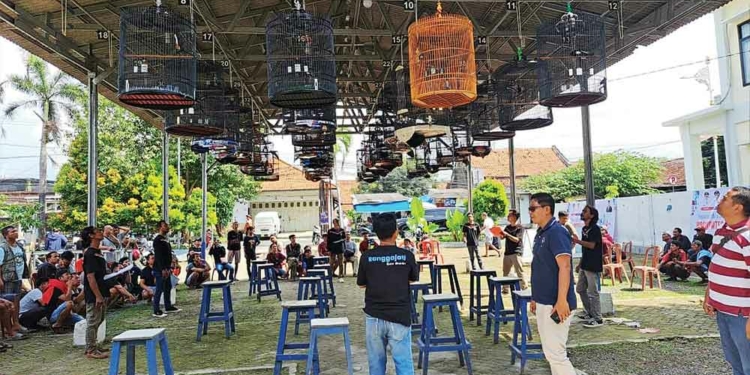 Berebut Uang Puluhan Juta Rupiah, 500 Peserta Ikuti Lomba Burung Kicau Hari Jadi ke-544 Kabupaten Cirebon