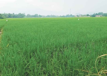 Musim Kemarau Diprediksi Lebih Awal Dan Kering, Distan Kabupaten Cirebon Imbau Petani Lakukan Percepatan Tanam