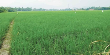 Musim Kemarau Diprediksi Lebih Awal Dan Kering, Distan Kabupaten Cirebon Imbau Petani Lakukan Percepatan Tanam