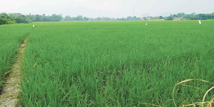 Musim Kemarau Diprediksi Lebih Awal Dan Kering, Distan Kabupaten Cirebon Imbau Petani Lakukan Percepatan Tanam