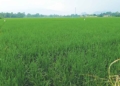 Dolar Naik, Harga Pestisida Meroket, Petani Cirebon Terdampak