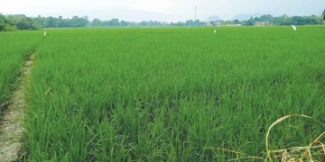Dolar Naik, Harga Pestisida Meroket, Petani Cirebon Terdampak