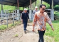 41 Sapi Aset Pemkab Cirebon Terancam Mati