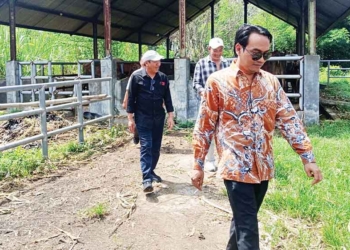 41 Sapi Aset Pemkab Cirebon Terancam Mati