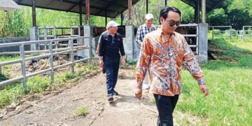 41 Sapi Aset Pemkab Cirebon Terancam Mati