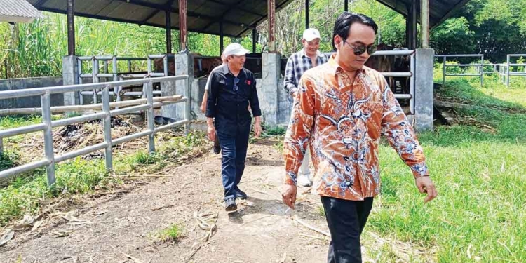 41 Sapi Aset Pemkab Cirebon Terancam Mati