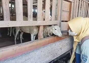 Hewan Kurban Yang Masuk Ke Kota Cirebon Diperketat
