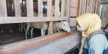 Hewan Kurban Yang Masuk Ke Kota Cirebon Diperketat