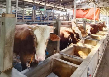 Distan Kabupaten Cirebon Rilis Ciri Hewan Sehat Untuk Kurban