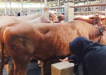 Jelang Iduladha, Distan Kabupaten Cirebon Periksa Kesehatan Hewan Kurban