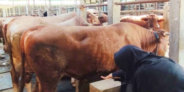 Jelang Iduladha, Distan Kabupaten Cirebon Periksa Kesehatan Hewan Kurban