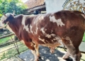 Sapi Berbobot 1,062 Ton, Kabupaten Cirebon Kembali Terima Hewan Kurban Presiden Prabowo Yang Diberi Nama Doa Ibu