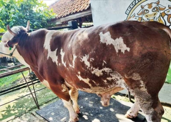 Sapi Berbobot 1,062 Ton, Kabupaten Cirebon Kembali Terima Hewan Kurban Presiden Prabowo Yang Diberi Nama Doa Ibu