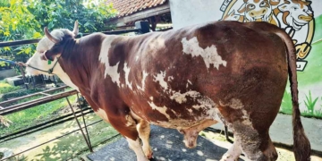 Sapi Berbobot 1,062 Ton, Kabupaten Cirebon Kembali Terima Hewan Kurban Presiden Prabowo Yang Diberi Nama Doa Ibu