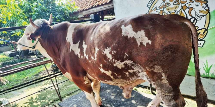 Sapi Berbobot 1,062 Ton, Kabupaten Cirebon Kembali Terima Hewan Kurban Presiden Prabowo Yang Diberi Nama Doa Ibu