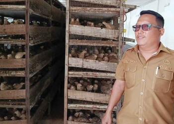Program Ketahanan Pangan Desa Serang Cirebon Ternak Puyuh Hasilkan Jutaan Rupiah 1 Program Ketahanan Pangan Desa Serang Cirebon Ternak Puyuh Hasilkan Jutaan Rupiah