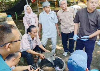 Tiga Kura-kura Belawa Mati, Tim RS Hewan Jabar Ambil Sampel Air Kolam dan Tes Usap 1 Tiga Kura-Kura Belawa Mati, Tim Rs Hewan Jabar Ambil Sampel Air Kolam Dan Tes Usap