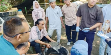 Tiga Kura-Kura Belawa Mati, Tim Rs Hewan Jabar Ambil Sampel Air Kolam Dan Tes Usap