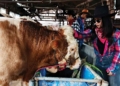 Koboi Penjual Sapi Kurban