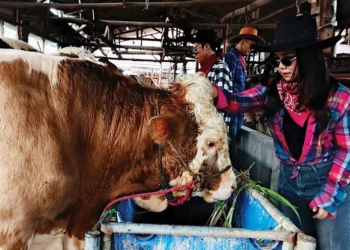 Koboi Penjual Sapi Kurban