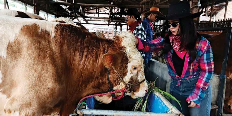 Koboi Penjual Sapi Kurban