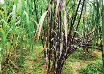 Kualitas Tebu di Cirebon Turun, Musim Giling 2026 Dibayangi Penurunan Produksi 1 Kualitas Tebu Di Cirebon Turun, Musim Giling 2026 Dibayangi Penurunan Produksi