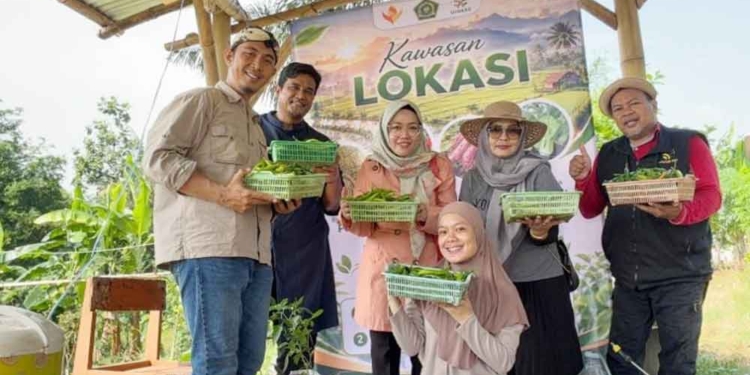 Panen Perdana 1 Ton Cabai Organik, Riset UIN Siber Cirebon Dukung Ketahanan Pangan 6 Panen Perdana 1 Ton Cabai Organik, Riset Uin Siber Cirebon Dukung Ketahanan Pangan
