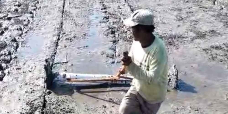 Uji Coba Pm-Aas Tabela Di Kabupaten Cirebon Lampaui Target, Rencana 8 Hektare Realisasi 16,5 Hektare