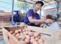 SPPG Tutup Sementara, Harga Telur di Cirebon Anjlok 2 Sppg Tutup Sementara, Harga Telur Di Cirebon Anjlok