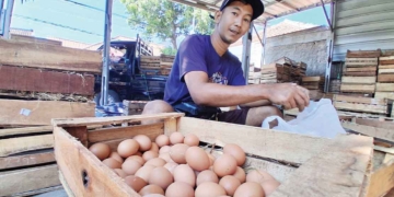 Sppg Tutup Sementara, Harga Telur Di Cirebon Anjlok