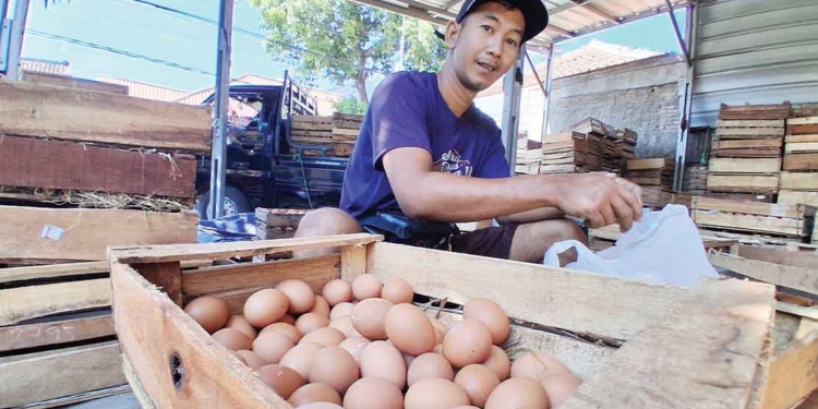 SPPG Tutup Sementara, Harga Telur di Cirebon Anjlok 6 Sppg Tutup Sementara, Harga Telur Di Cirebon Anjlok