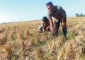 95 Hektare Sawah di Kalisapu Cirebon Kekeringan 14 95 Hektare Sawah Di Kalisapu Cirebon Kekeringan