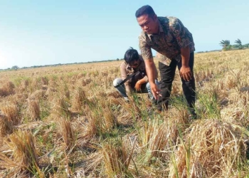 95 Hektare Sawah di Kalisapu Cirebon Kekeringan 8 95 Hektare Sawah Di Kalisapu Cirebon Kekeringan