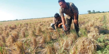 95 Hektare Sawah di Kalisapu Cirebon Kekeringan 7 95 Hektare Sawah Di Kalisapu Cirebon Kekeringan