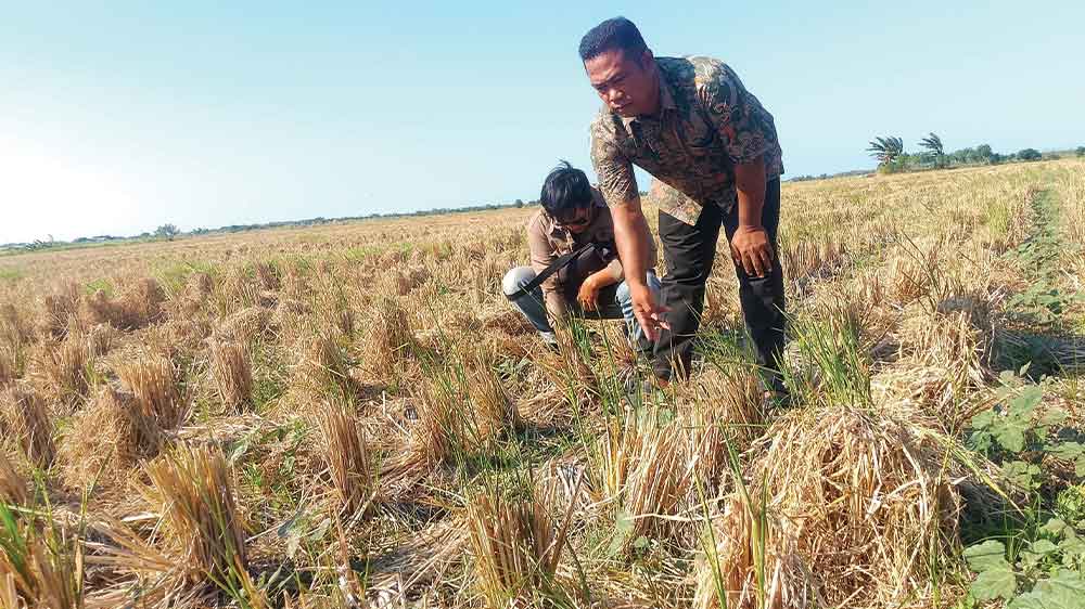 95 Hektare Sawah di Kalisapu Cirebon Kekeringan 1 95 Hektare Sawah Di Kalisapu Cirebon Kekeringan