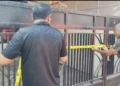 Foto: 1000676417 - Suara Cirebon