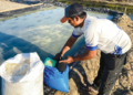 Produksi Garam Cirebon Bangkit, Harga Petambak Anjlok Ke Rp600-Rp800 Per Kg