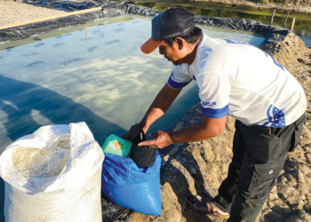 Produksi Garam Cirebon Bangkit, Harga Petambak Anjlok Ke Rp600-Rp800 Per Kg