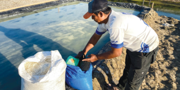 Produksi Garam Cirebon Bangkit, Harga Petambak Anjlok ke Rp600-Rp800 per Kg 7 Produksi Garam Cirebon Bangkit, Harga Petambak Anjlok Ke Rp600-Rp800 Per Kg