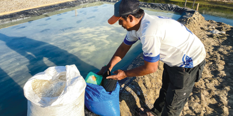 Produksi Garam Cirebon Bangkit, Harga Petambak Anjlok Ke Rp600-Rp800 Per Kg