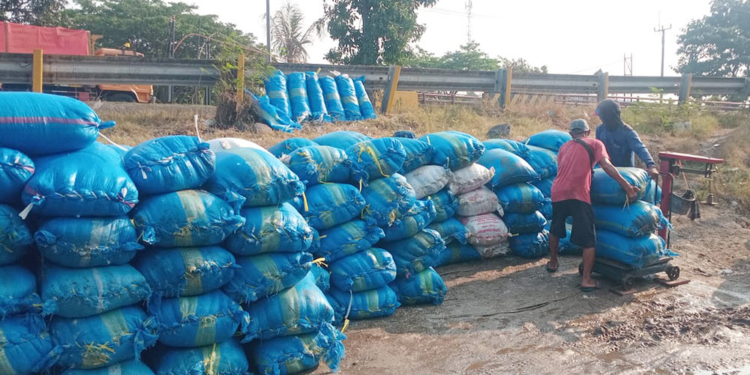 Turun Jadi Rp880 per Kilogram, Gudang Belum Mampu Jaga Harga Garam Cirebon 6 Petambak Garam Cirebon