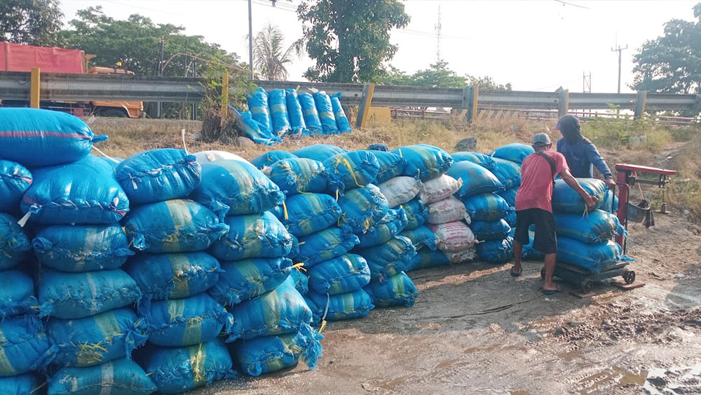 Turun Jadi Rp880 per Kilogram, Gudang Belum Mampu Jaga Harga Garam Cirebon 1 Petambak Garam Cirebon