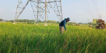 Hadapi Krisis Air Dan Serangan Hama, Petani Desa Geyongan Cirebon Desak Perbaikan Kebocoran Embung