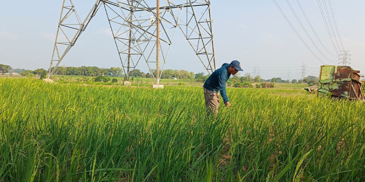 Hadapi Krisis Air Dan Serangan Hama, Petani Desa Geyongan Cirebon Desak Perbaikan Kebocoran Embung